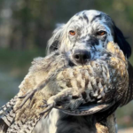 Should My Dog Specialize in One Bird Species or Multiple?